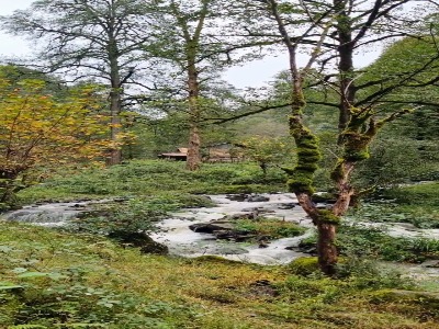 مسیر زیبای جنگلی «آبشار شی الیم» بندپی بابل
