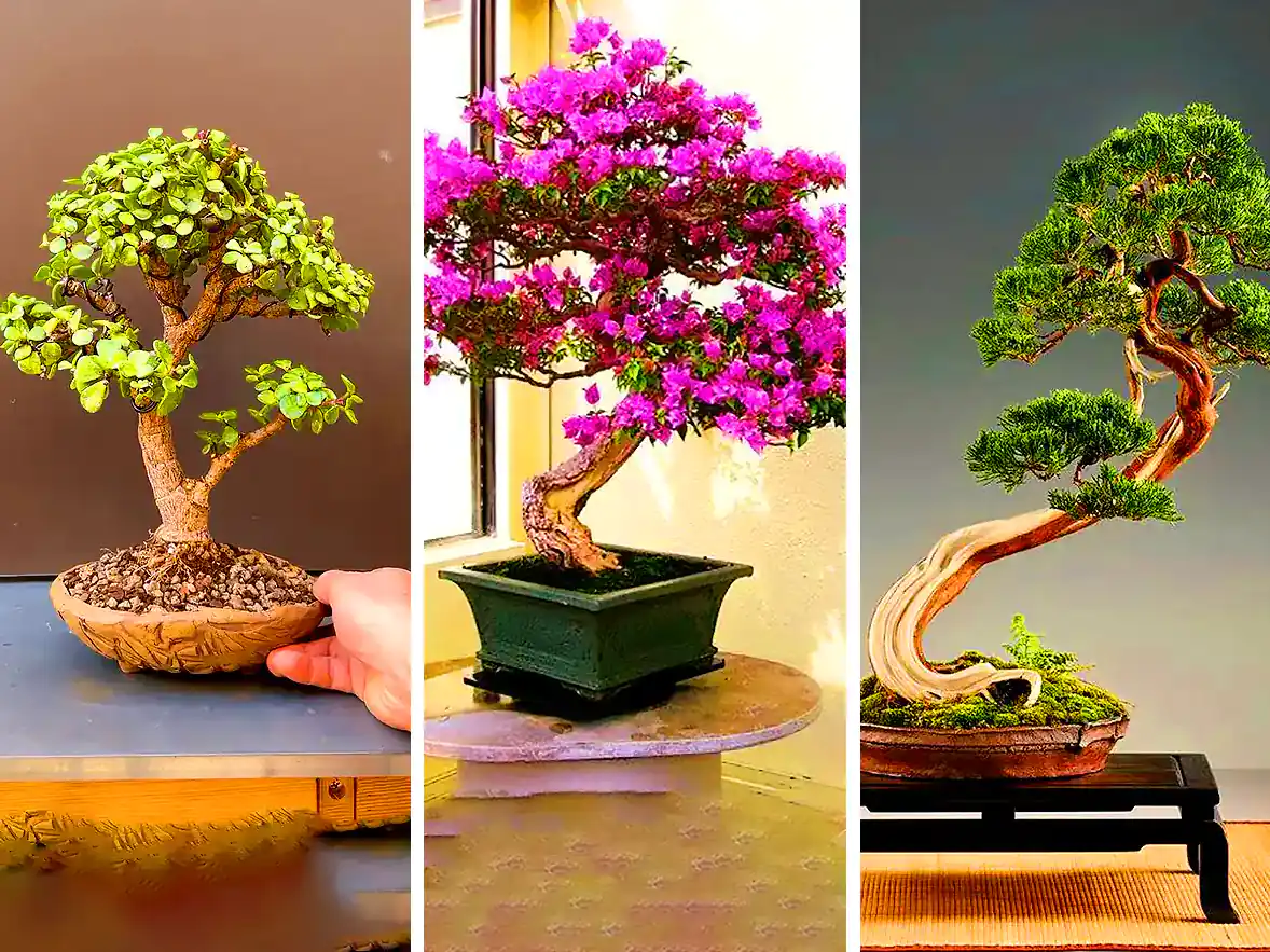 باغبان کانادایی زندگی خود را وقف هنر بونسای کرد