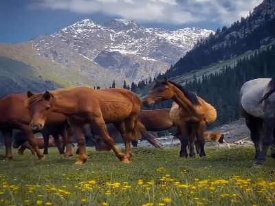 ابهت اسب های وحشی