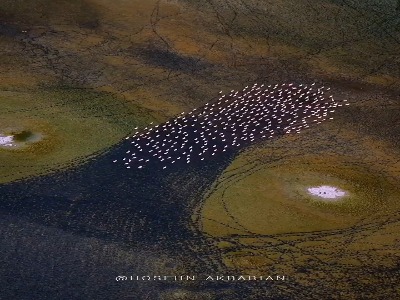 فلامینگوها، نقاشان انتزاعی دریاچه مهارلو