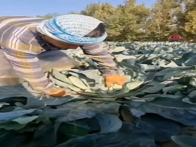 برداشت جالب گل کلم از مزرعه