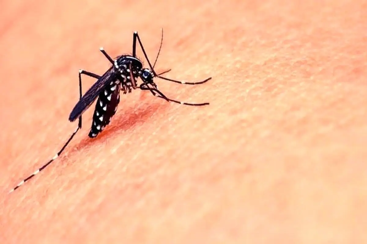 شناسایی ۲۰۵ فرد مبتلا به تب دنگی در هرمزگان