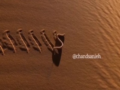 ویدئویی بسیار زیبا از نحوۀ حرکت مارِ زنگیِ سایدوایندر