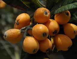 خطر مسمومیت با میوه ازگیل!