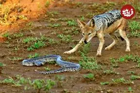 شجاعت دیدنی مار پیتون در برابر شغال های گرسنه!