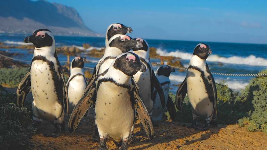 مرگ خاموش ۱۰ هزار پنگوئن‌های آفریقایی؛ قربانیان تازه تغییرات اقلیمی