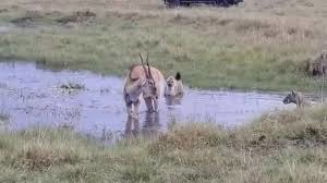 دفاع جانانهٔ آنتولوپ محاصره‌شده در برابر چهار کفتار گرسنه