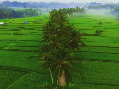 اندونزی، بالی، شهر یوبود