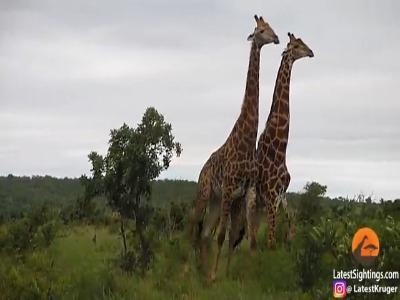 نبرد دیدنی دو زرافه در آفریقای جنوبی