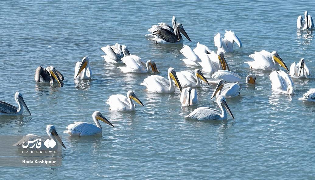 پرندگان در آسمان و دریای میانکاله