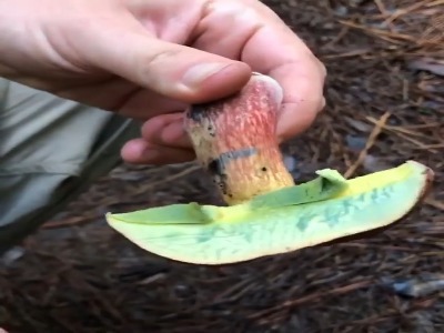 قارچ سمی که به سرعت اکسید میشه !