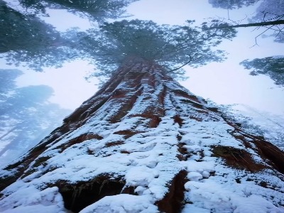 درختانی سترگ و غول‌پیکر در کالیفرنیا