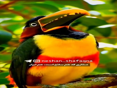 منقار عجیب یک پرنده زیبا