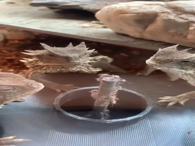 تغذیه مارمولک با مورچه های بی پایان