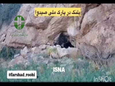 لحظه کم‌نظیر از حضور پلنگ ایرانی در پارک ملی صیدوا