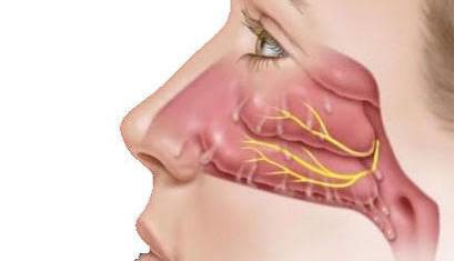 چرا دو مجرای بینی داریم؟ پاسخ ساده نیست!