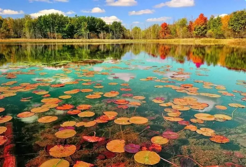 زیبایی های دیدنی تالاب انزلی