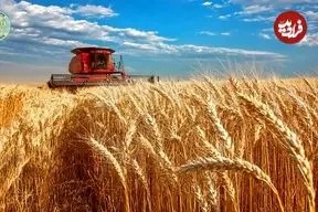 مراحل کاشت، برداشت و فرآوری هزاران تن گندم در مزارع آمریکا