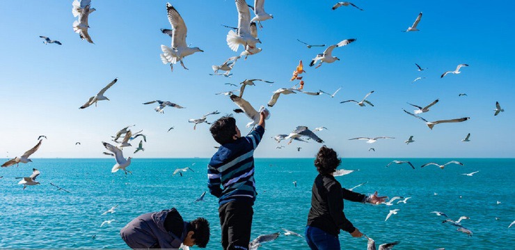 ‌بوشهر زیبا، پرواز شالوها