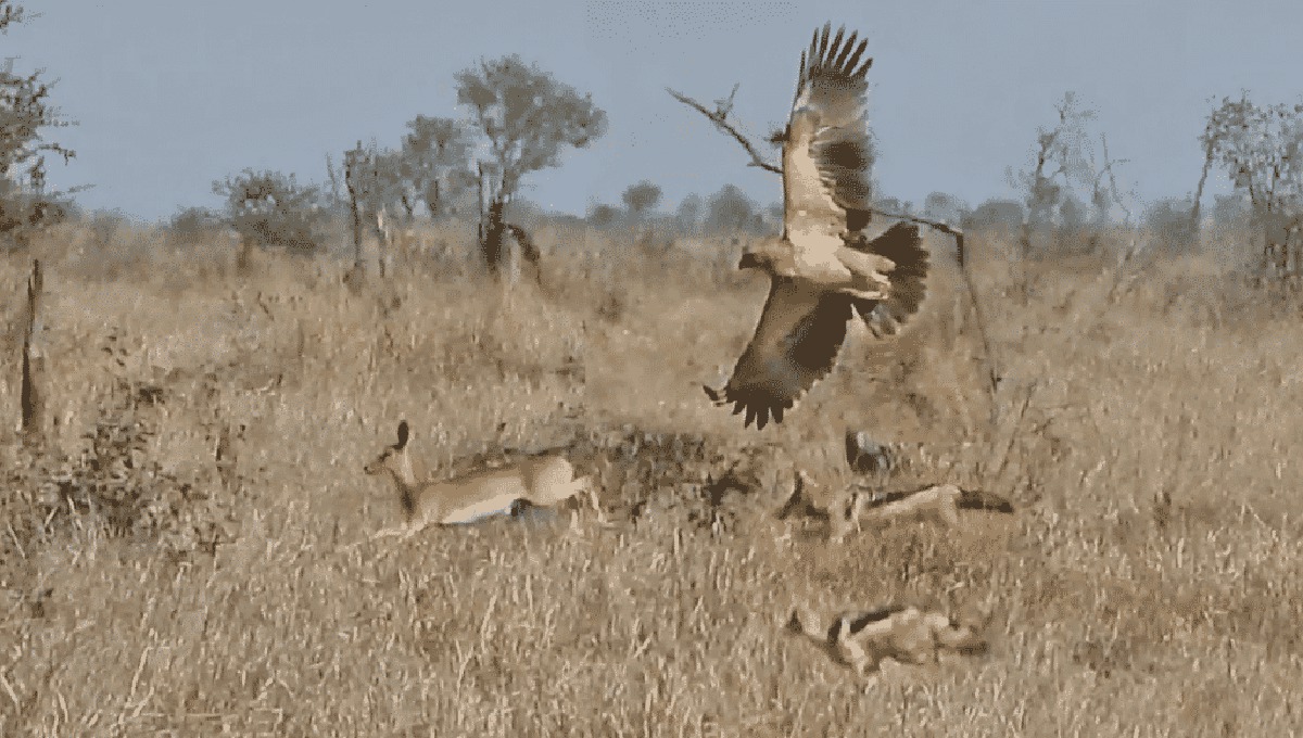 حمله همزمان عقاب و دو شغال گرسنه به یک آهو