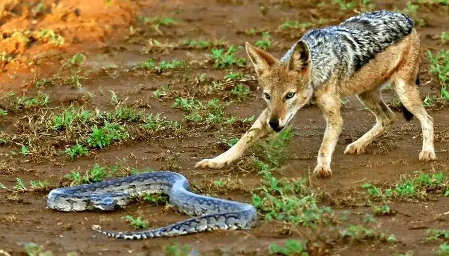 گوناگون/مار پایتون خونسرد که شغال‌های گرسنه را مغلوب کرد