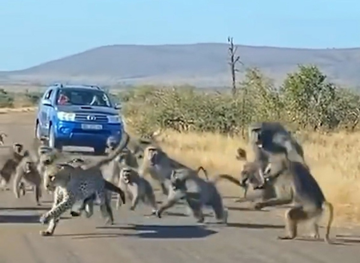 حمله ناگهانی ۵۰ بابون به پلنگی که قصد شکار یکی از آن ها را داشت!