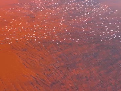 ویدئویی زیبا از فلامینگوهای دریاچه صورتی مهارلو