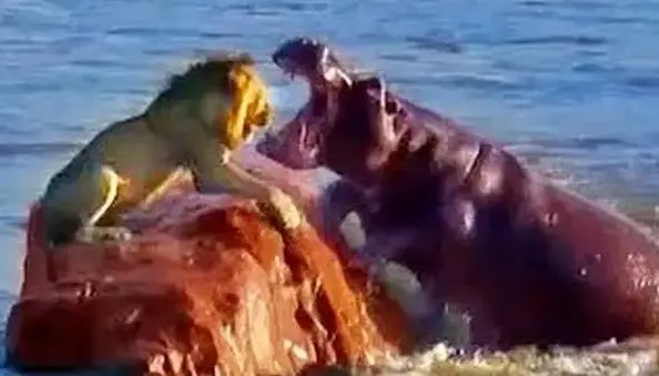 حمله اسب های آبی به شیری که روی یک صخره‌ در رودخانه گیر افتاده بود!