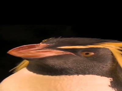 پنگوئن های کاکلی شمالی