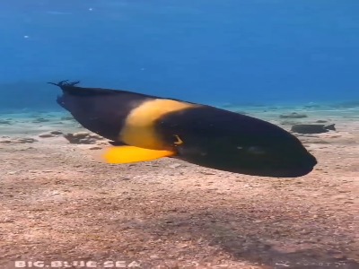 با گربه ماهی اروپایی آشنا شوید!