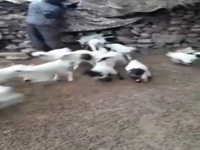 بره های ناقلا دنبال مادرشون میگردن