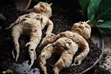 مهر گیاه؛ ریشه‌هایی شبیه نوزاد گریان انسان!