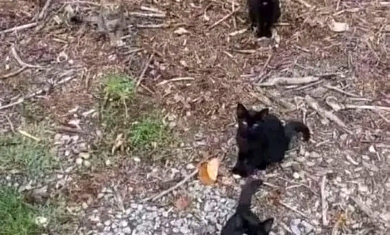 تست بینایی/ گربه چهارم را در ۷ ثانیه پیدا می کنید؟