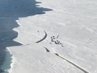 تلاش لحظه آخری یک پنگوئن برای رسیدن به خانواده‌اش