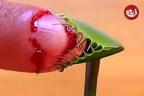 آشنایی با ۵ گونه گیاه گوشت خوار شگفت انگیز