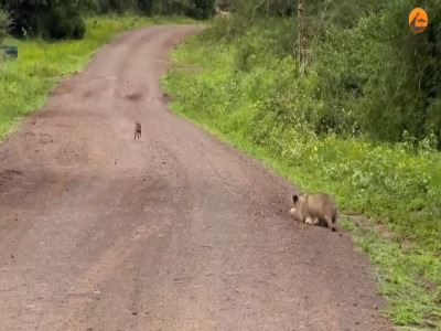 لحظه فرار بچه گراز باهوش از چنگال شیر
