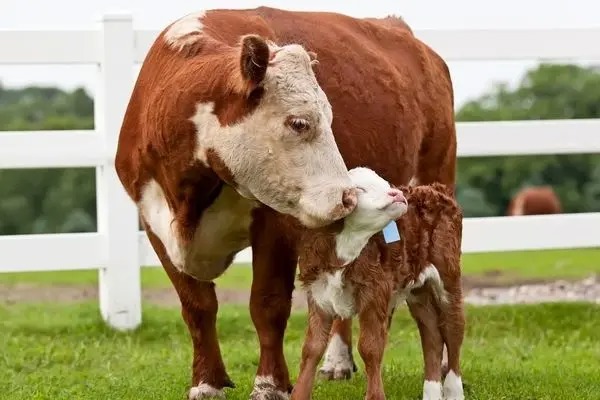 گاو هنگام شیر خوردن بر روی گوساله خود نشست!