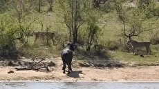 نجات معجزه آسای یک گاومیش از حمله شیر‌ها و کروکودیل