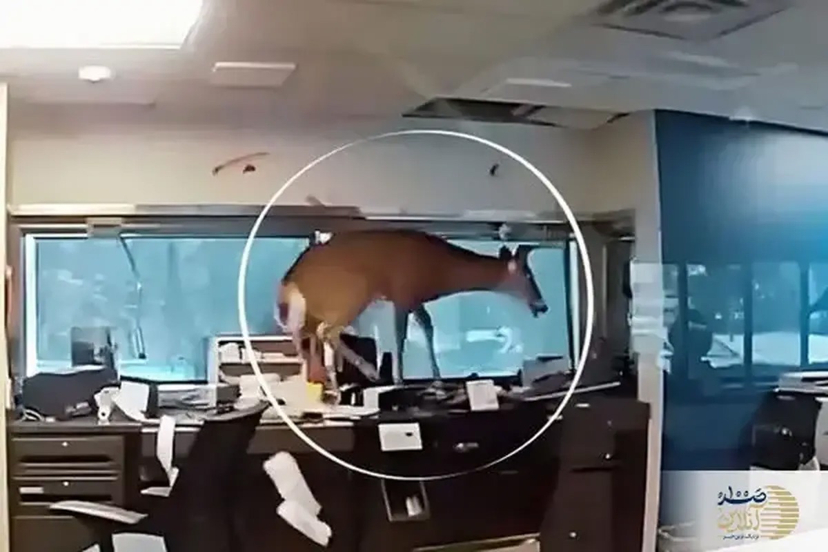 ورود سرزده یک گوزن به داخل بانک!