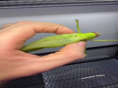 ملخ ها ، شکارچیان ماهر طبیعت