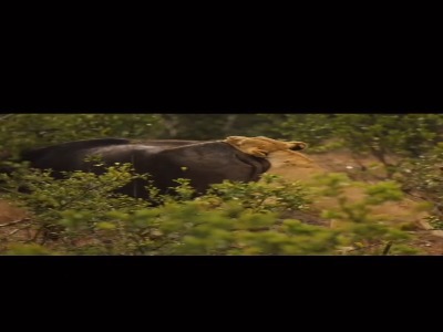 سلطان جنگل در حال شکار گاومیش