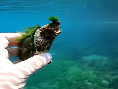 چرا این لاک‌پشت چنین صورتی دارد؟