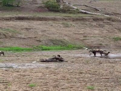 هماهنگی دقیق گله سگ های شکاری