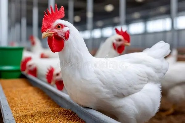 ابتکار جالب برای افزایش تولید تخم‌مرغ با پاپ‌کورن!