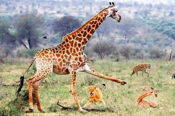 تلاش بی‌امان زرافه مادر برای نجات بچه‌اش از چنگال شیرها