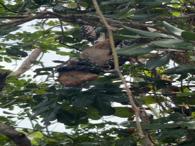 مار پیتون فرش،  استاد شکار در ارتفاع