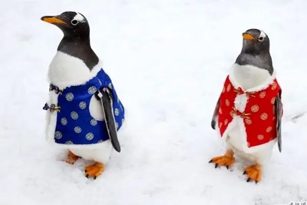 رژه پنگوئن‌ها با لباس سنتی چینی!