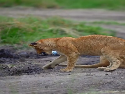 بطری پلاستیکی در دهان بچه شیر کنجکاو