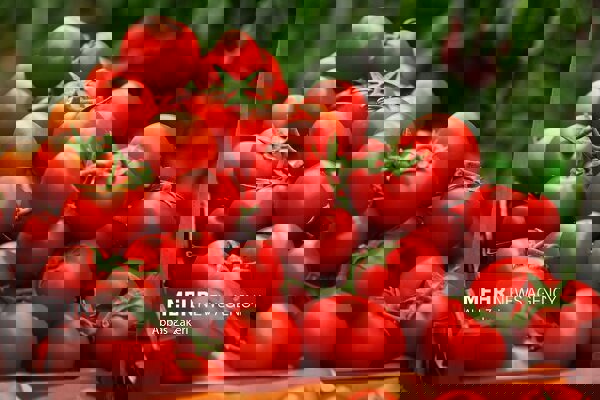 نقش گوجه فرنگی در سلامت لثه