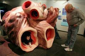 قلبی به اندازه یک ماشین در نهنگ ها